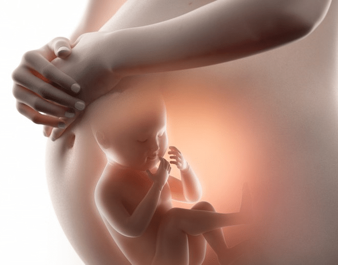 Những lợi ích mà tổ yến sào mang lại cho mẹ bầu và thai nhi
